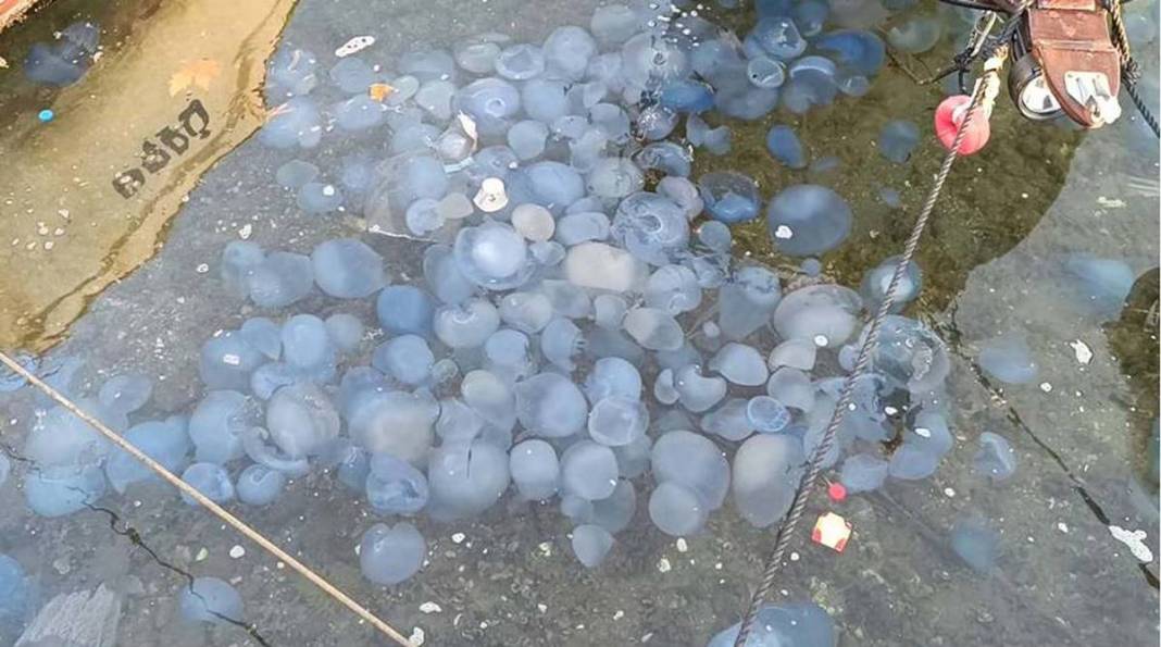 Yüzlercesi sahile vurdu, dokunan anında zehirleniyor! Mavi renklilere sakın yaklaşmayın, ölüm tehlikesi var 35